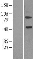ELP3 Human Over-expression Lysate