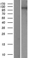 PIWIL2 Human Over-expression Lysate