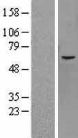 KDM4D Human Over-expression Lysate