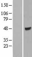 WIPI1 Human Over-expression Lysate