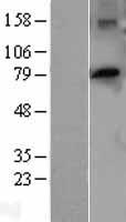 PTCD3 Human Over-expression Lysate