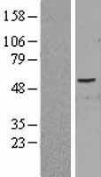PID1 Human Over-expression Lysate