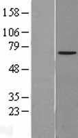 NPL4 (NPLOC4) Human Over-expression Lysate