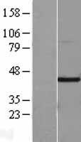 HIF1AN Human Over-expression Lysate