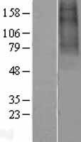 CHRNA9 Human Over-expression Lysate