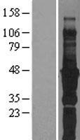 FBLIM1 Human Over-expression Lysate