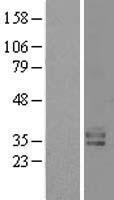 Kallikrein 15 (KLK15) Human Over-expression Lysate
