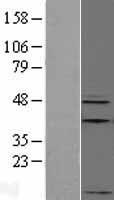 Apelin (APLN) Human Over-expression Lysate