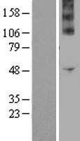 NADPH oxidase 4 (NOX4) Human Over-expression Lysate