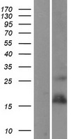 TWEAKR (TNFRSF12A) Human Over-expression Lysate