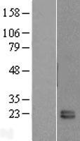 FKBP11 Human Over-expression Lysate