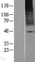 KCNK9 Human Over-expression Lysate