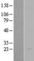 IL23 (IL23A) Human Over-expression Lysate
