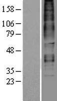 Relaxin 3 receptor 1 (RXFP3) Human Over-expression Lysate