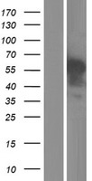 C1RL Human Over-expression Lysate