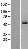 SKIP (INPP5K) Human Over-expression Lysate