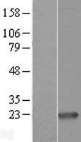 Proapoptotic Caspase Adaptor Protein (MZB1) Human Over-expression Lysate