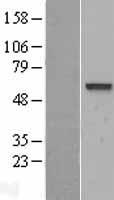 VAM1 (MPP6) Human Over-expression Lysate