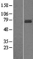 Hsp75 (TRAP1) Human Over-expression Lysate