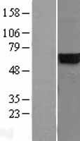 CYB5R4 Human Over-expression Lysate