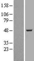 BAF53b (ACTL6B) Human Over-expression Lysate