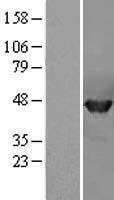 PPME1 Human Over-expression Lysate