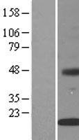 INSIG2 Human Over-expression Lysate