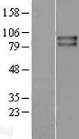 VRL1 (TRPV2) Human Over-expression Lysate