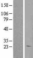 HEBP1 Human Over-expression Lysate