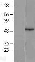 Antizyme inhibitor 1 (AZIN1) Human Over-expression Lysate