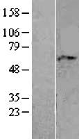 Adracalin (AAAS) Human Over-expression Lysate