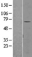 SENP3 Human Over-expression Lysate