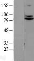 TRPC4AP Human Over-expression Lysate