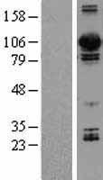 Dynamin 3 (DNM3) Human Over-expression Lysate