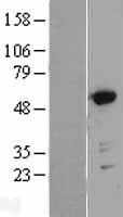 GORASP2 Human Over-expression Lysate
