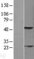 KRT23 Human Over-expression Lysate