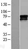 Nectin 3 (NECTIN3) Human Over-expression Lysate