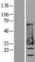 MESD Human Over-expression Lysate