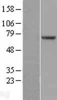 POT1 Human Over-expression Lysate