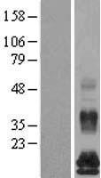 TAFA5 Human Over-expression Lysate