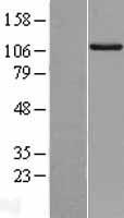 RIPK5 (DSTYK) Human Over-expression Lysate