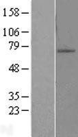 ZNF10 Human Over-expression Lysate
