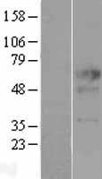 ICOS Ligand (ICOSLG) Human Over-expression Lysate