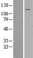 SEL1L3 Human Over-expression Lysate
