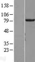 TTLL12 Human Over-expression Lysate