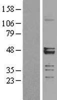 MRPS27 Human Over-expression Lysate