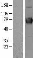 CLCC1 Human Over-expression Lysate