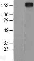 MAST205 (MAST2) Human Over-expression Lysate