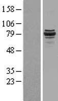 SPART Human Over-expression Lysate