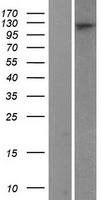 RanBP16 (XPO7) Human Over-expression Lysate